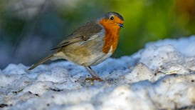 How to look out for our wild birds: clean your feeder, be careful with breadcrumbs, seeds and peanuts are better