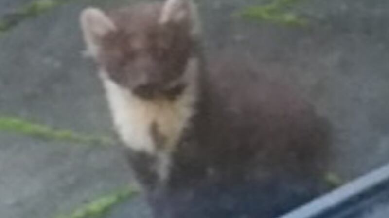 Pine marten