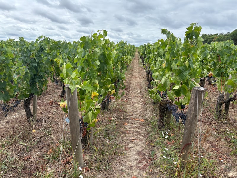 Extreme heat and low rainfall means the grapes are very small and winemakers are hoping for rain before the harvest. Photograph: Naomi O'Leary