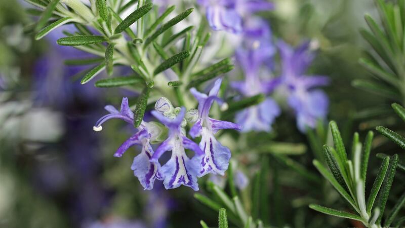 This is a good time of year to take semi-ripe cuttings of many kinds of culinary herbs including  rosemary. Photograph: iStock