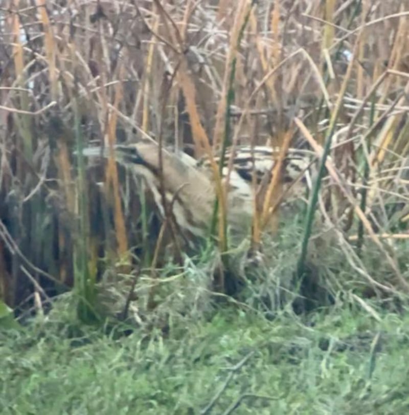 Great bittern. Photograph via J Toland