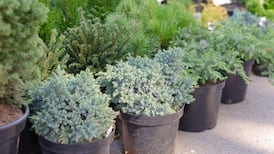 How can I keep trees in containers from getting too big for their boots?