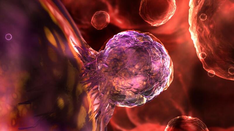Divide and conquer: a clear legal framework for stem cell research is long overdue. Photograph: Colin Anderson