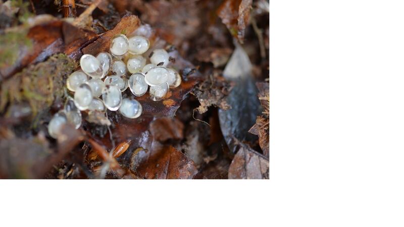 Slug  or snail eggs