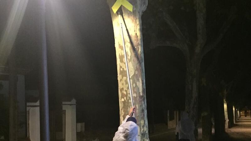 A unionist activist  removes a separatist yellow ribbon from a tree in in Canet de Mar. Photograph: Guy Hedgecoe