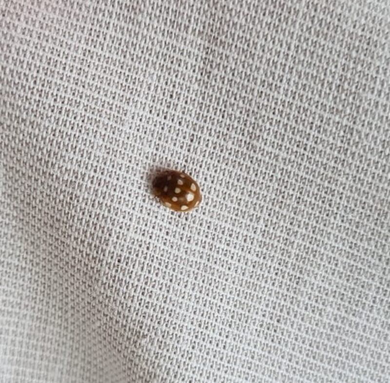 Cream-spot ladybird. 