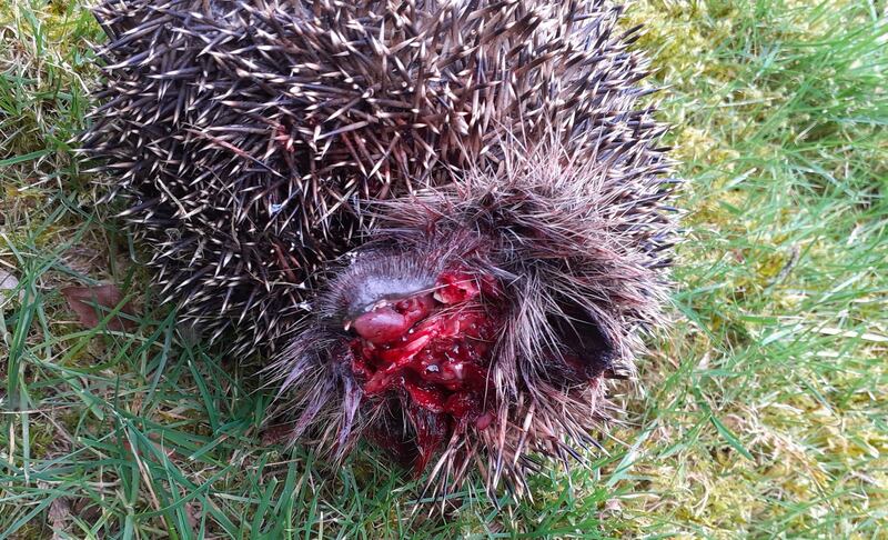 Hedgehog