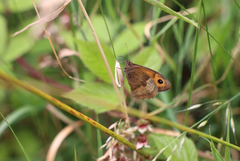 A meadow brown butterfly at Glencoum, Co Kilkenny. Photographs: Dara Mac Dónaill