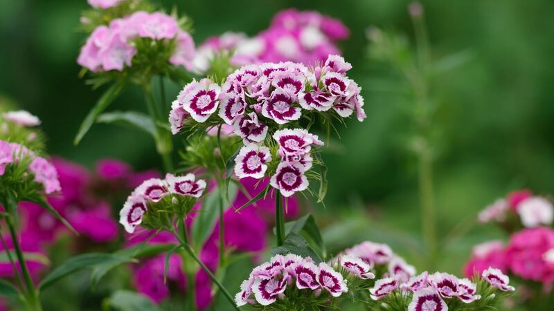 Sweet William growing in an Irish garden. Photograph:  Richard Johnston