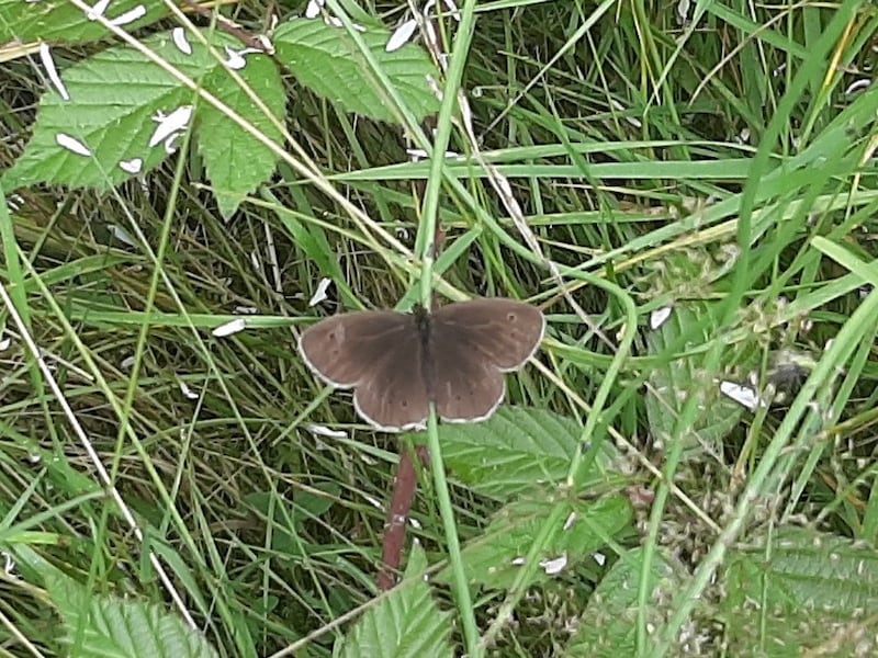 A ringlet butterfly seen in Belfast. Photograph: Paul Aiken