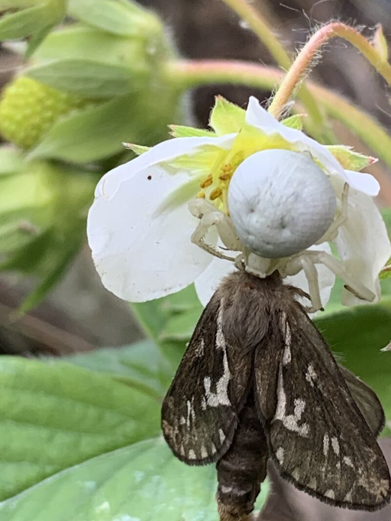 A common swift moth being killed by a crab spider. Photograph supplied by Heather Burnett Niland


