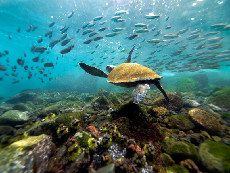The Galápagos Islands are proving popular among adventurous travellers