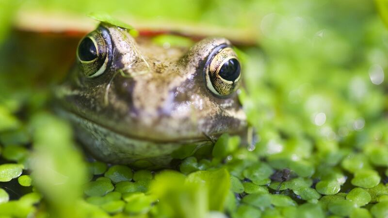There are countless different tiny mini-beasts that call your pond home including water boatmen, snails, beetles, pond skaters and frogs.