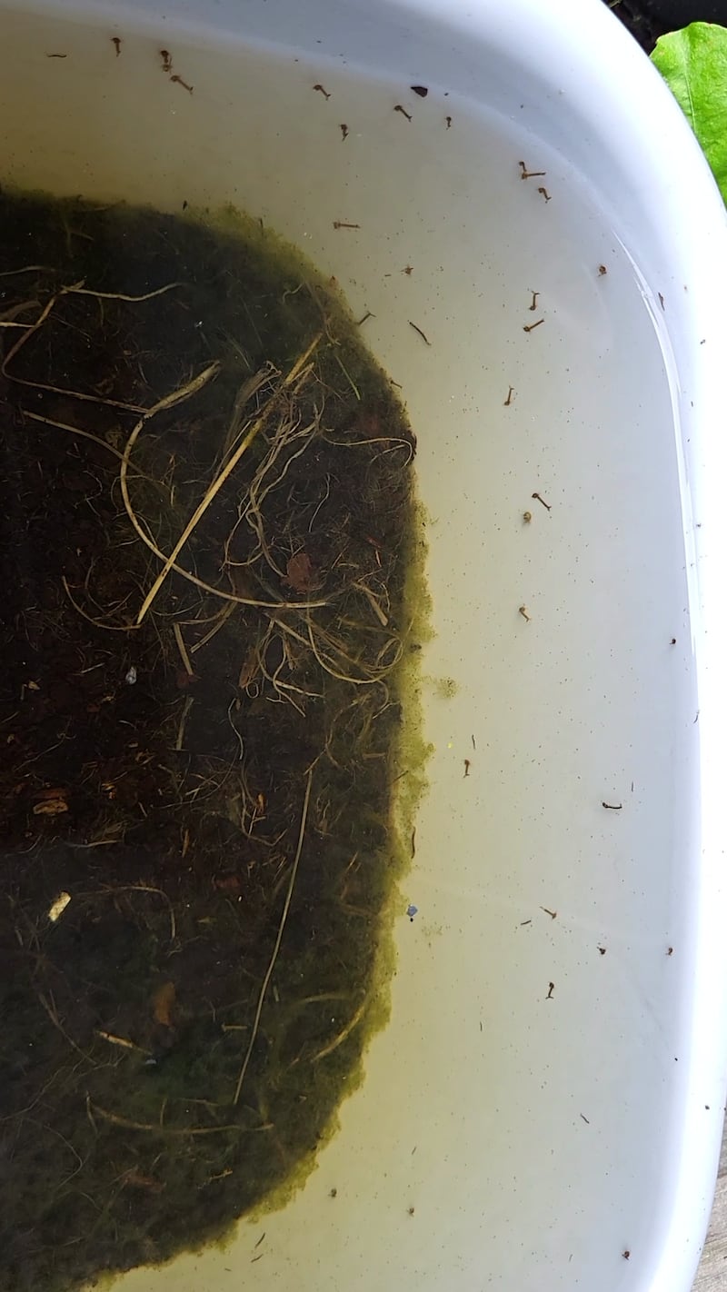 Mosquito larvae. Photograph: Aileen Mulhern