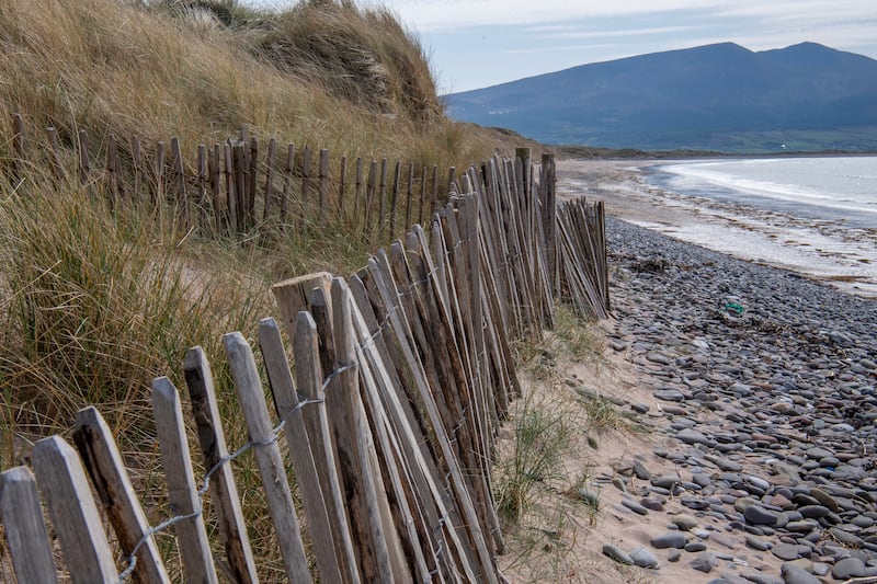 Chestnut fences designate beach access routes and prevent Marram grass from being trampled. Photograph: Domnick Walsh