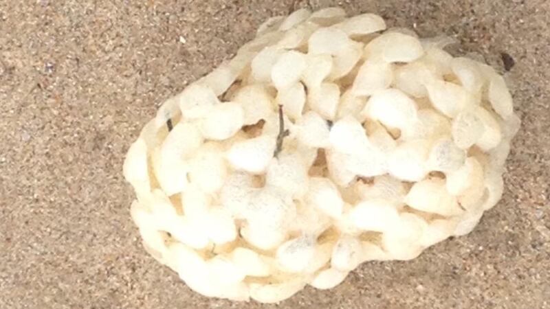 Eye on nature: one of the common-whelk egg capsules that Fiona Murray saw on Morriscastle beach, in Co Wexford