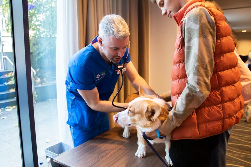 VillageVets nurse Alan Gallagher gives a guest pet a free check-up at Hilton Dublin Kilmainham. 