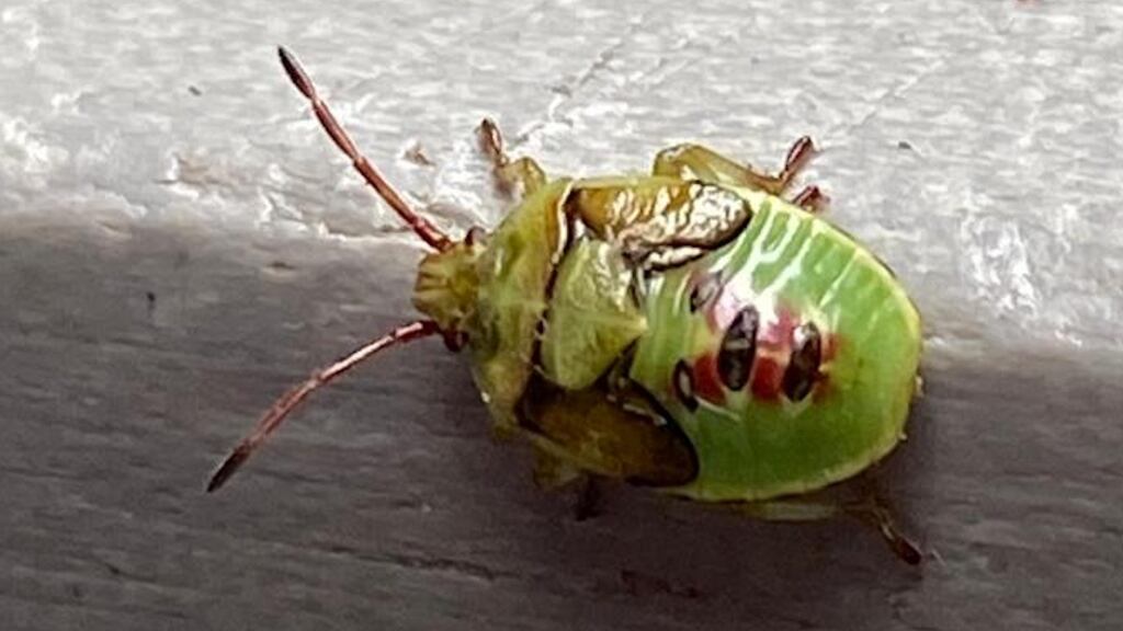 Nymph of the Juniper shield bug
