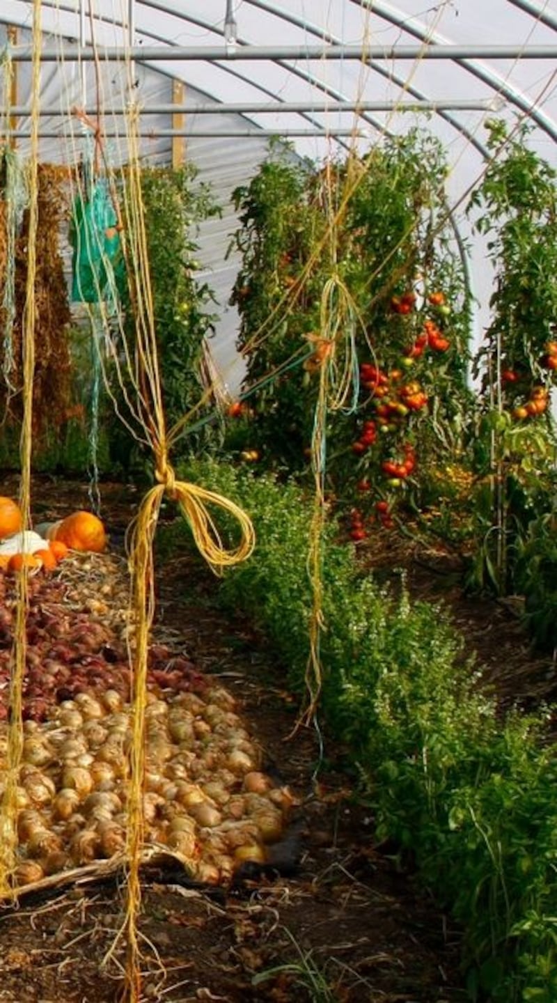 Emanuela Russo at Leaf and Root Farm in Galway, which she runs with Fergal Anderson. They produce fruit and vegetables for the local market. Photograph: Reg Gordon