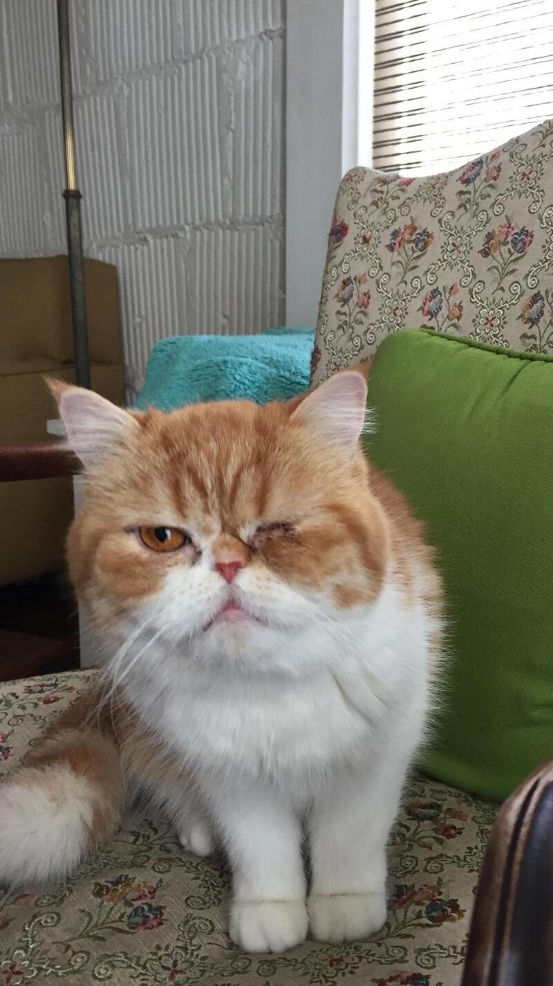 Tigre the cat, who has an eye infection