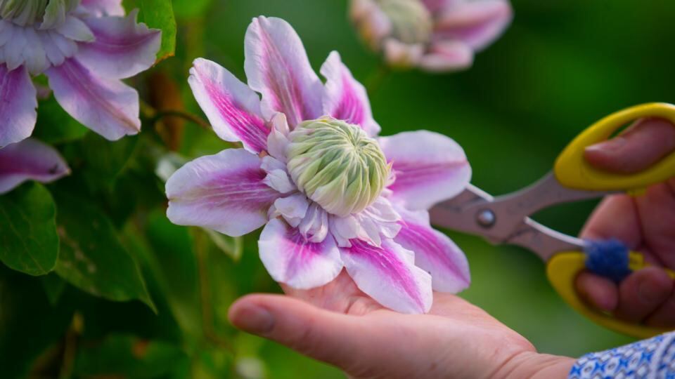 A double flower clematis josephine in Helen Battigan’s garden. Photograph: Patrick Browne