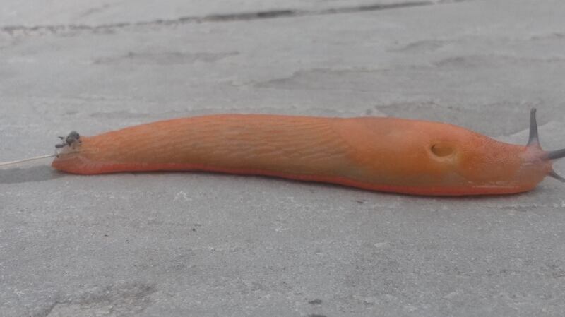 The slug Arion ater rufus, which is the red form of the black slug A ater