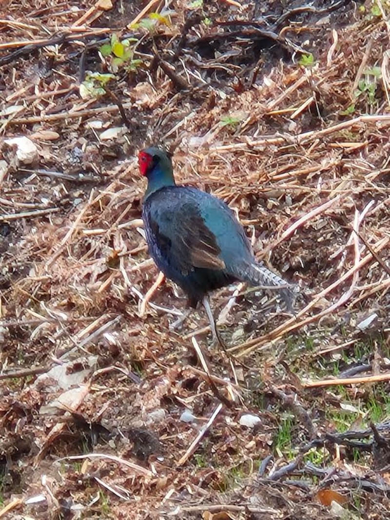 Black pheasant