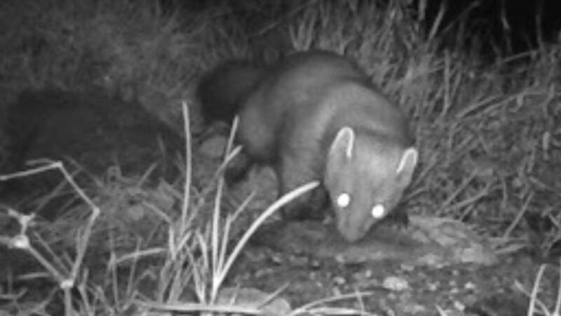 Pine marten