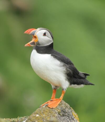 One of 661 puffins on the Saltee Islands. Photograph: Teresa Cerdá Bermejo