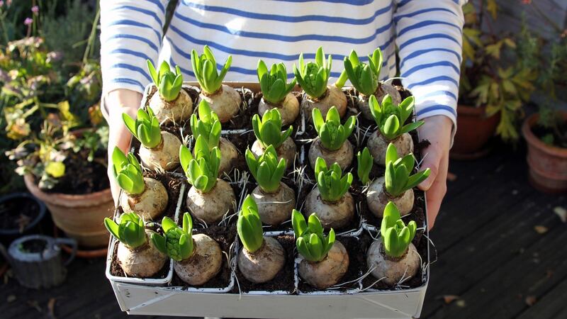 Hyacinth bulbs: Mr Middleton is holding a Flower Bulb open day.