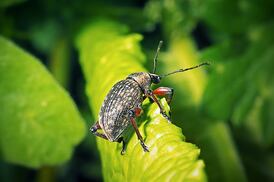 The revolting habits of one of the most common Irish garden pests, and how to get rid of them