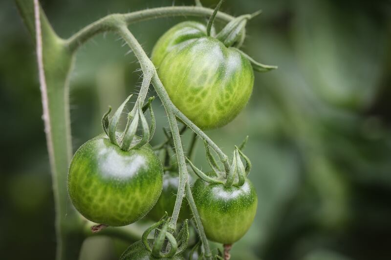 Heirloom tomatoes