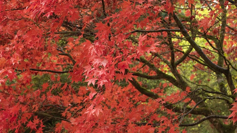 An acer showing brilliant autumn colour in an Irish garden Photo Credit Richard Johnston
