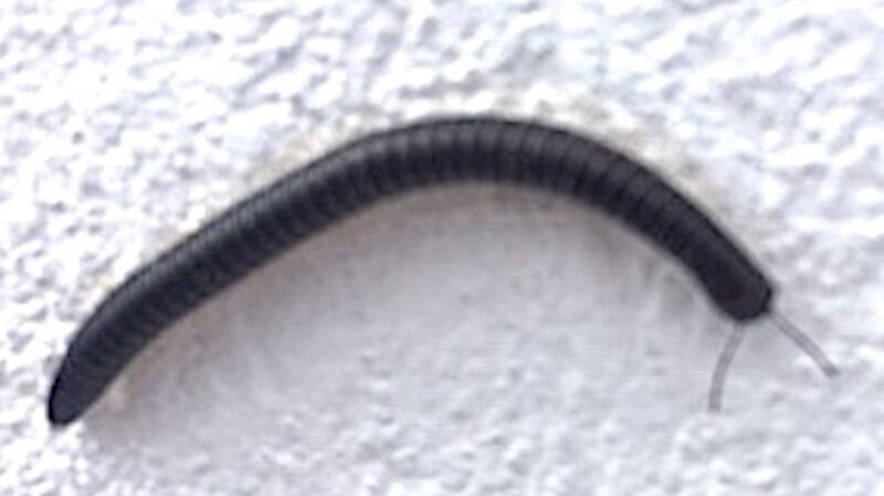 Snake centipede