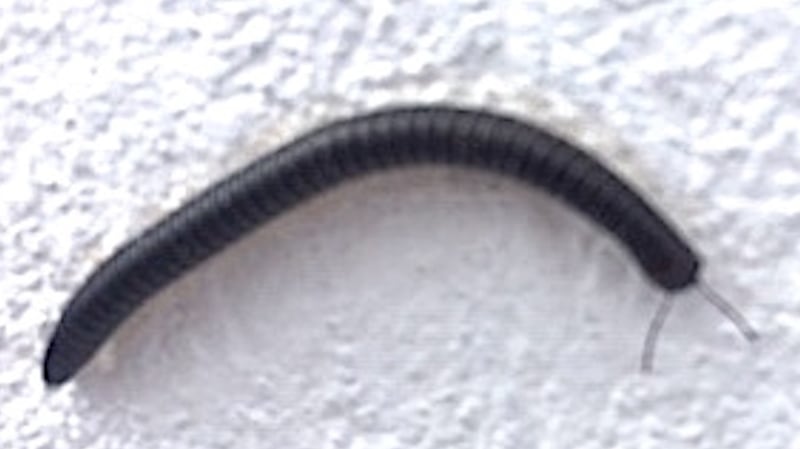 Snake centipede