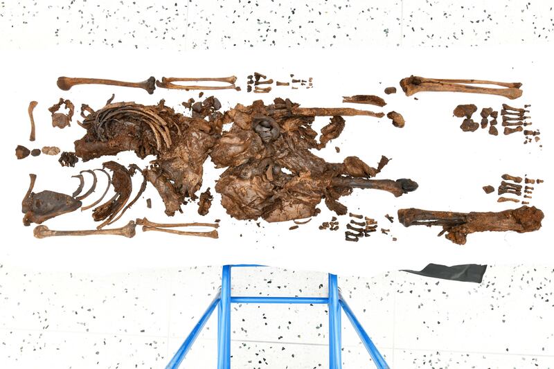 The skeleton was well preserved and also had the presence of partial skin, fingernails of the left hand, toenails and possibly a kidney