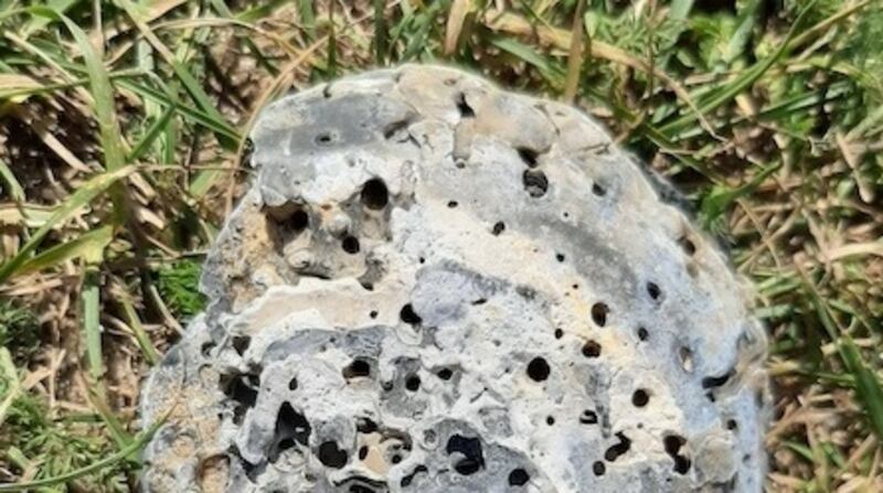 Oyster shell showing many holes