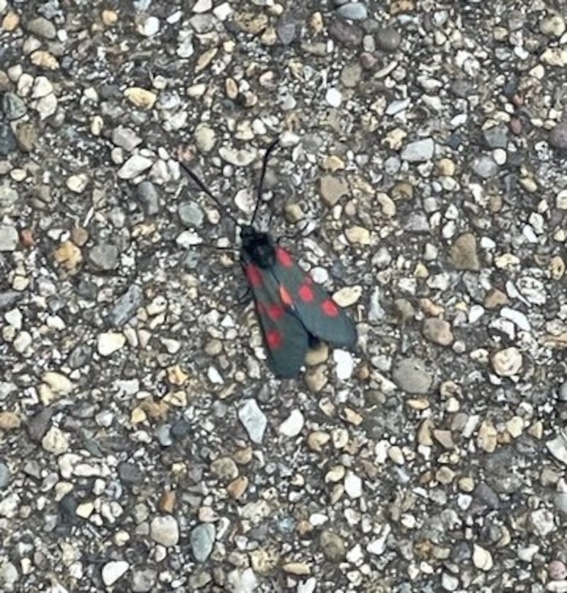 Burnet moth