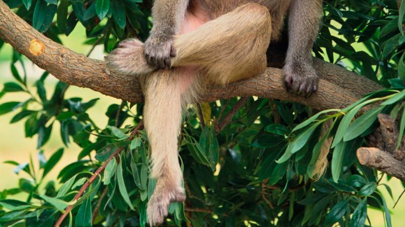 Photograph: Getty Images