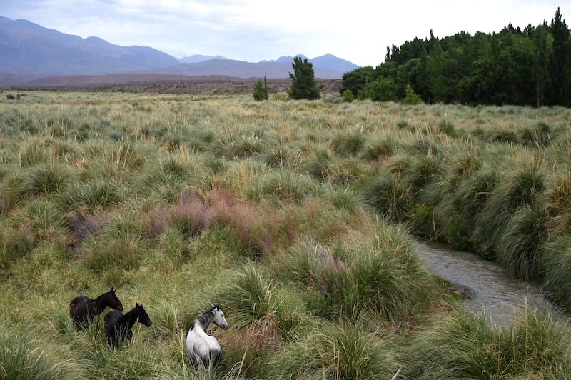 Horses among grasslands on the banks of the Mendoza River in Mendoza, Argentina. Photograph: Andres Larrovere/AFP via Getty