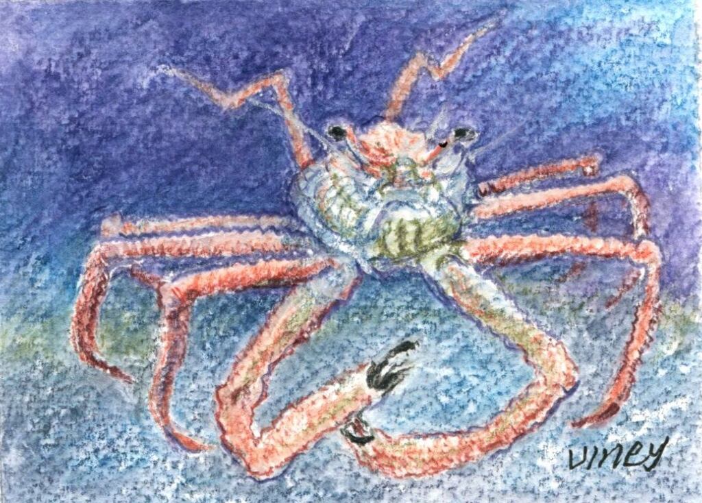 Viney drawing for Seeptember 17 - box crab SEPT 2022