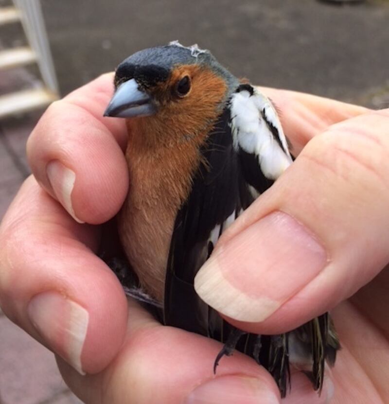 Bullfinch