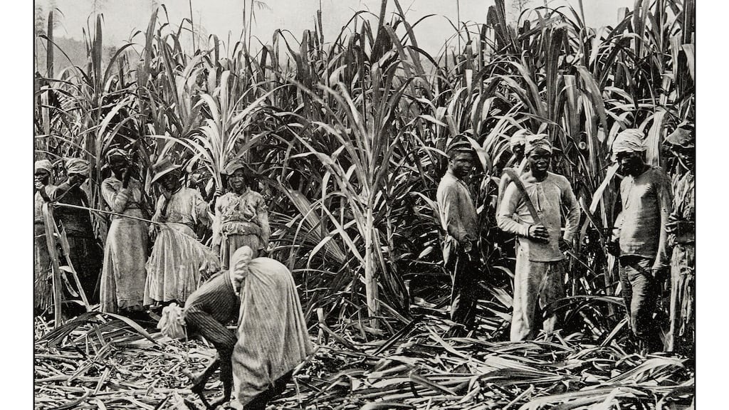 Slaves working on sugar cane plantation: a key source of wealth for the West. Photograph: Istock