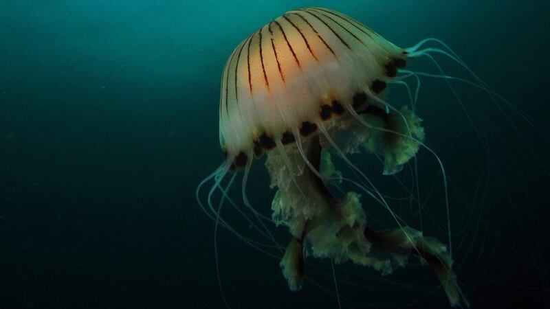 There has been a marked rise in mass strandings of jellyfish over the summer along the west coast, according to Dr Tom Doyle of University College Cork. However, he said it was still “very difficult to say” if this year was exceptional. Jellyfish pictured are the   compass jellyfish (Chrysaora hysoscella) in waters off Co Sligo; transparent common jellyfish (Aurelia aurita) on sand; and blue jellyfish (Cyanea lamarckii).