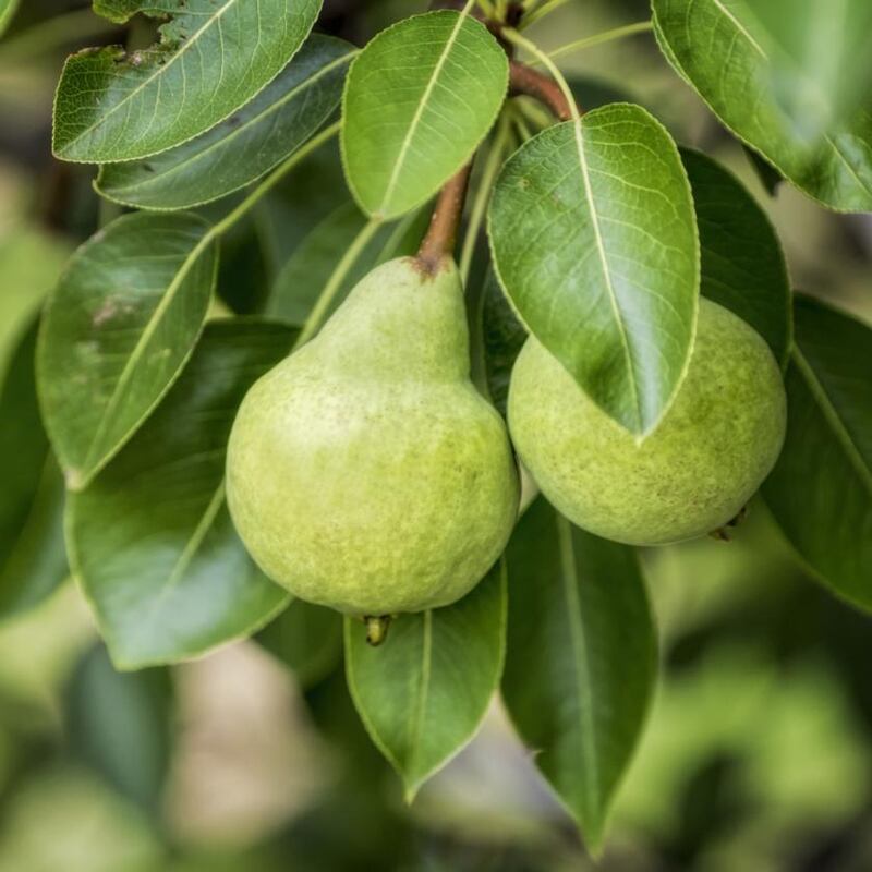 Photograph: iStock