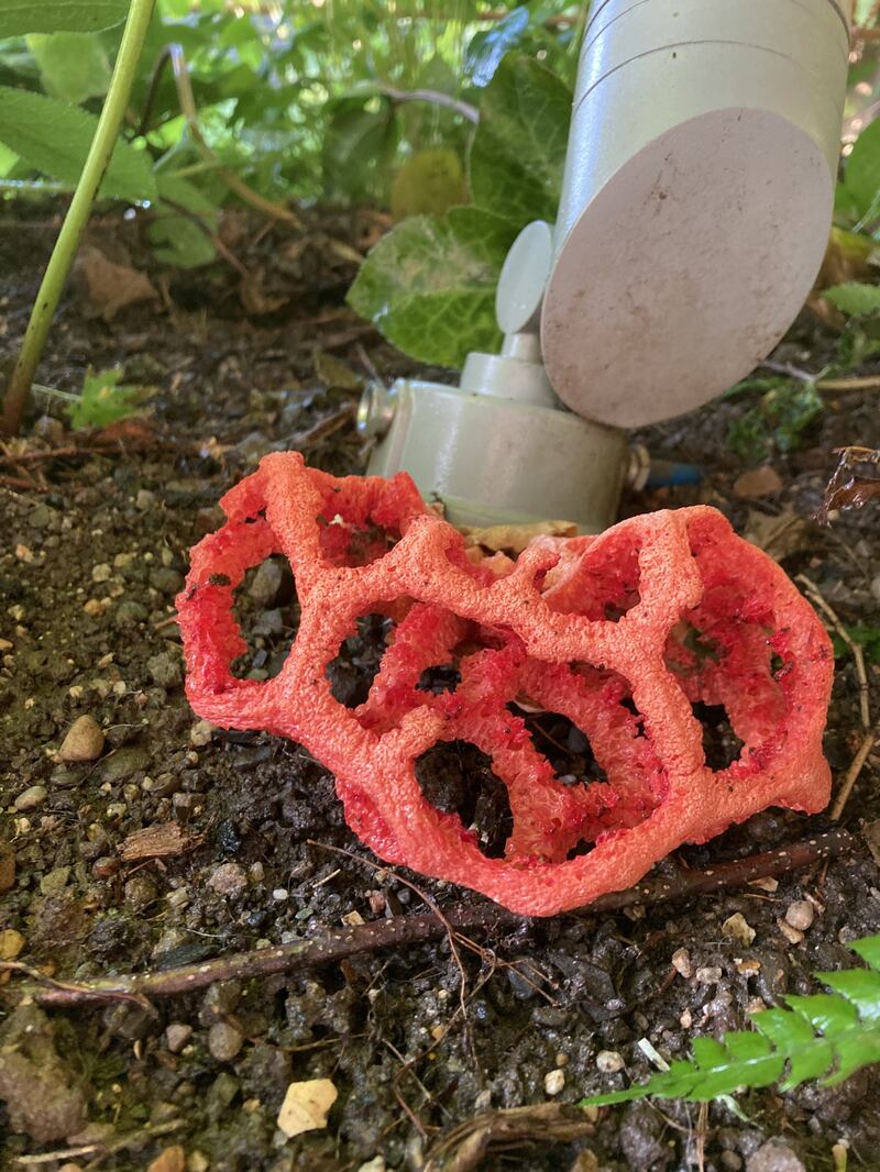 Red latticed stinkhorn mushroom, supplied by Aileen Ryan.
