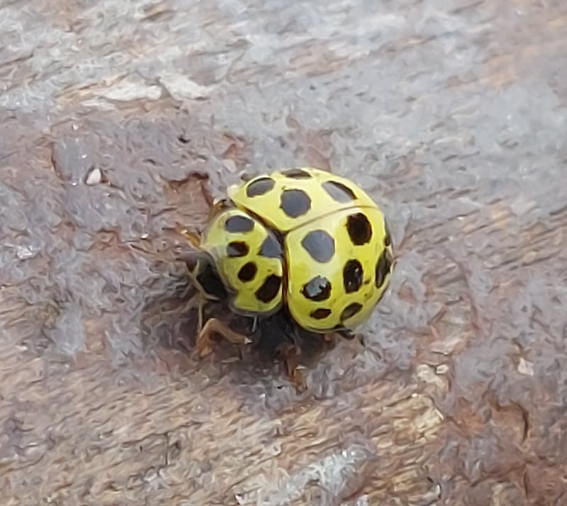 The 22-spot ladybird