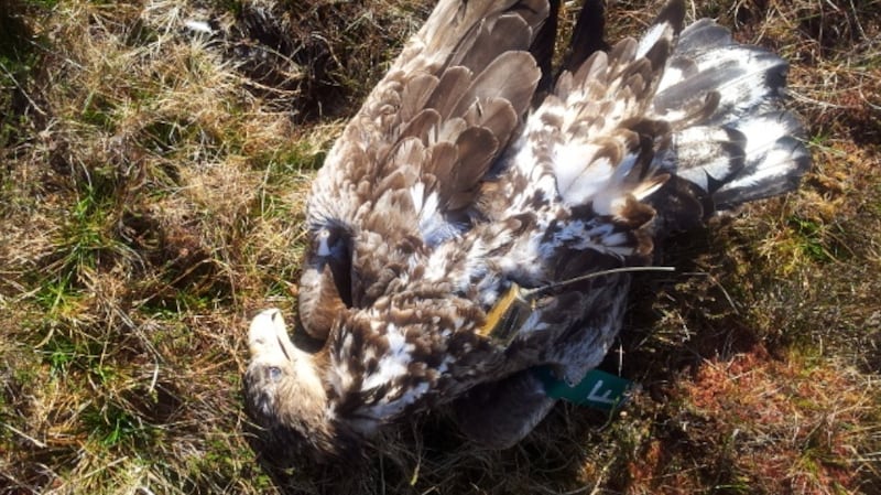 White-tailed sea eagle poisoned in Co Donegal in 2012.