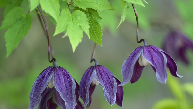 The delicate bell-shaped flowers of the ornamental climber Clematis alpina. Photo credit: Richard Johnston