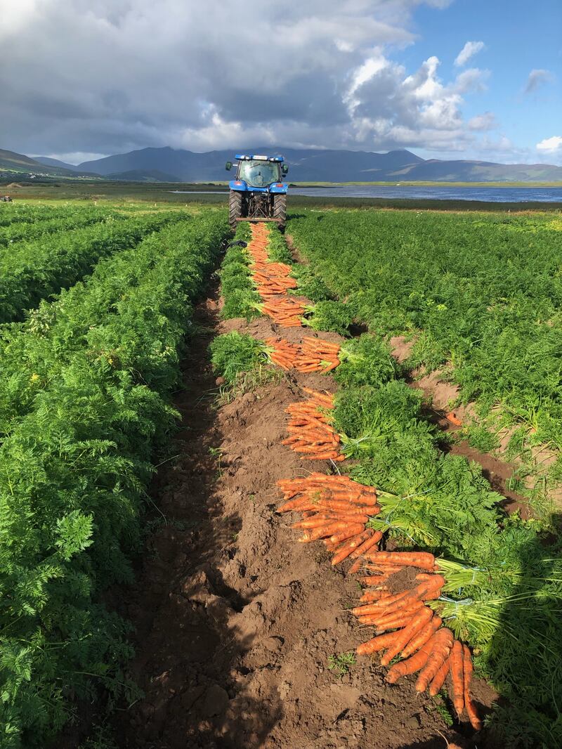 Previously renowned for its vegetables, just a handful of vegetable farmers remain in the Maharees. Photograph: Ella McSweeney